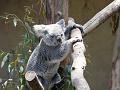Zoo P1010949
